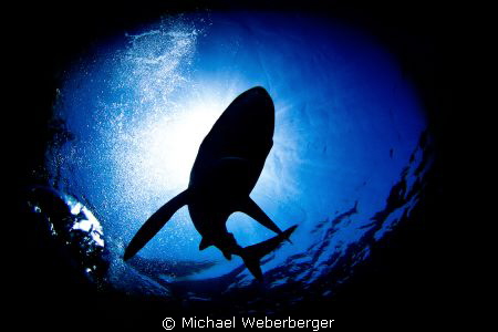 Blueshark in the sun.. by Michael Weberberger 