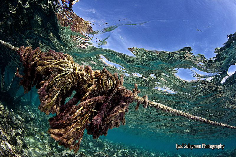 Rope... by Iyad Suleyman 