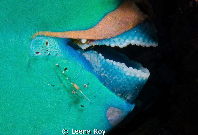 The mobile toothpick by Leena Roy 