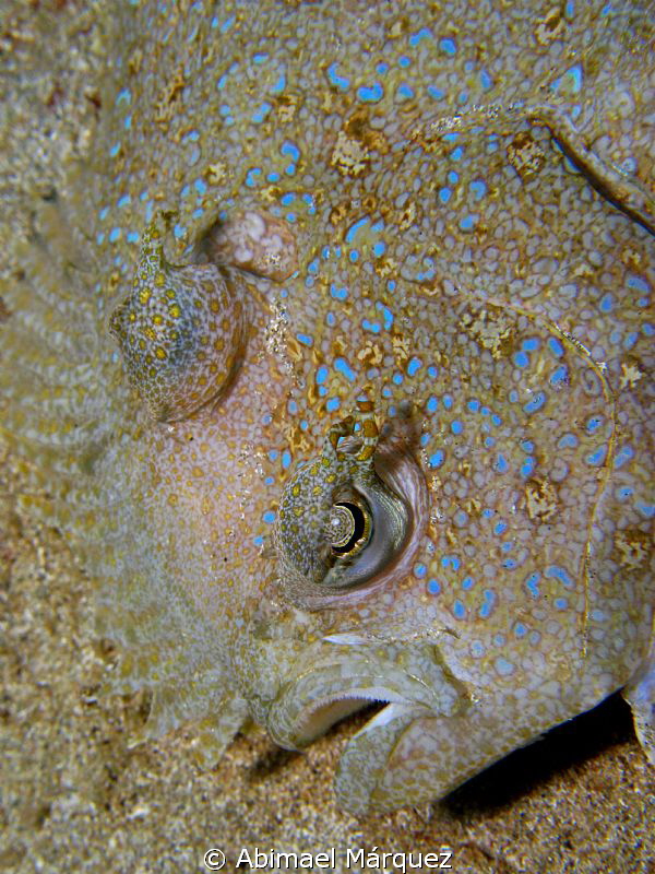 Flounder, from another point of view. by Abimael Márquez 