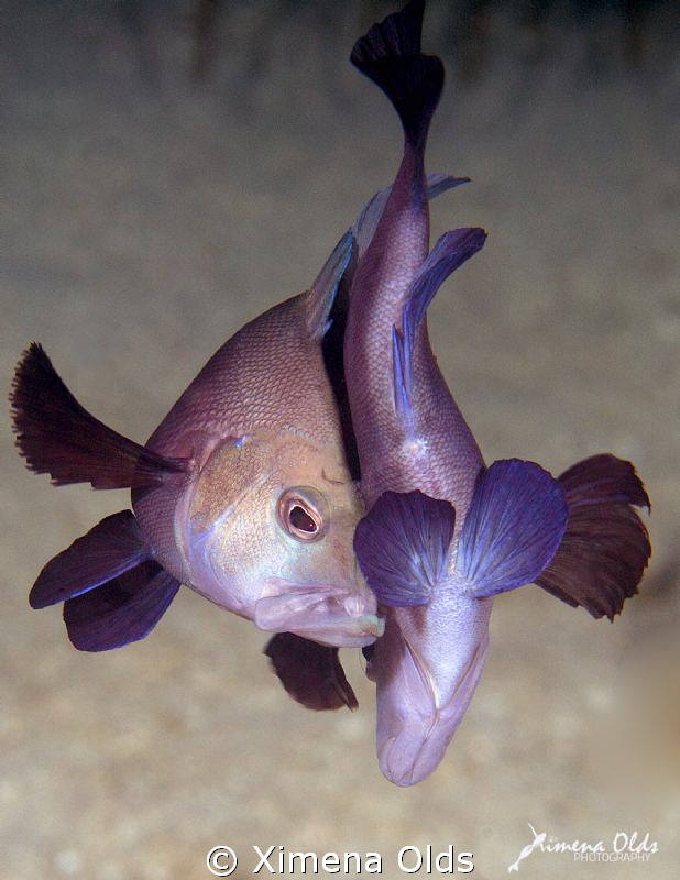 Black Hamlets Mating dance by Ximena Olds 
