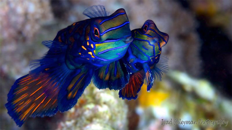 The male is big and handsome (left), the female is small ... by Iyad Suleyman 