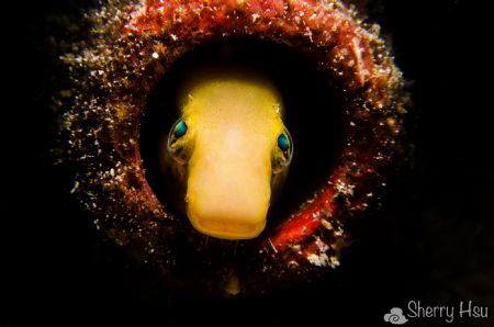 Blenny @ Lembeh Strait by Sherry Hsu 