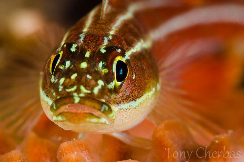 Racing Stripes by Tony Cherbas 