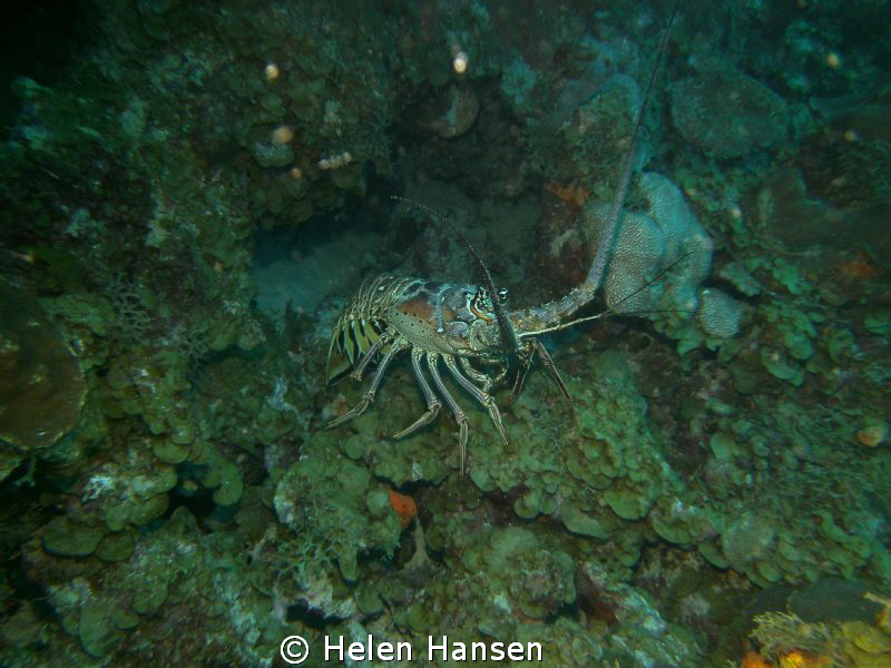 Lobster by Helen Hansen 