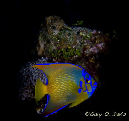 Juvenile Queen Angelfish by Gary. 0 Davis 