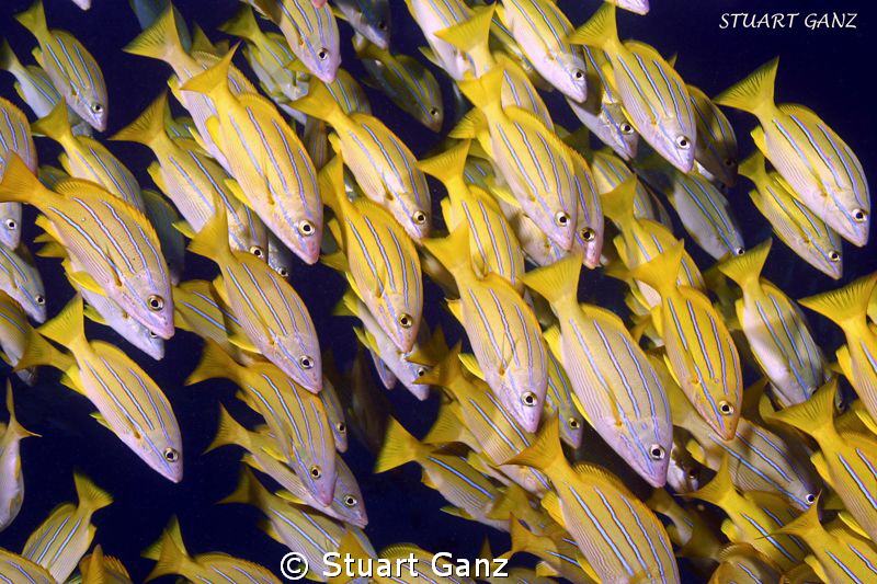 School of Bluestripe Snapper by Stuart Ganz 