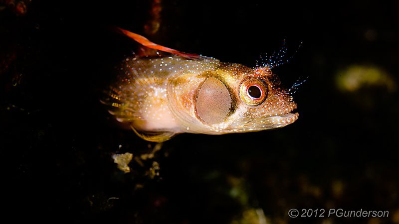 Brown Cheek Blenny by Pat Gunderson 