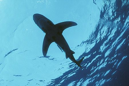 longimanus red sea nik RS by Manfred Bail 