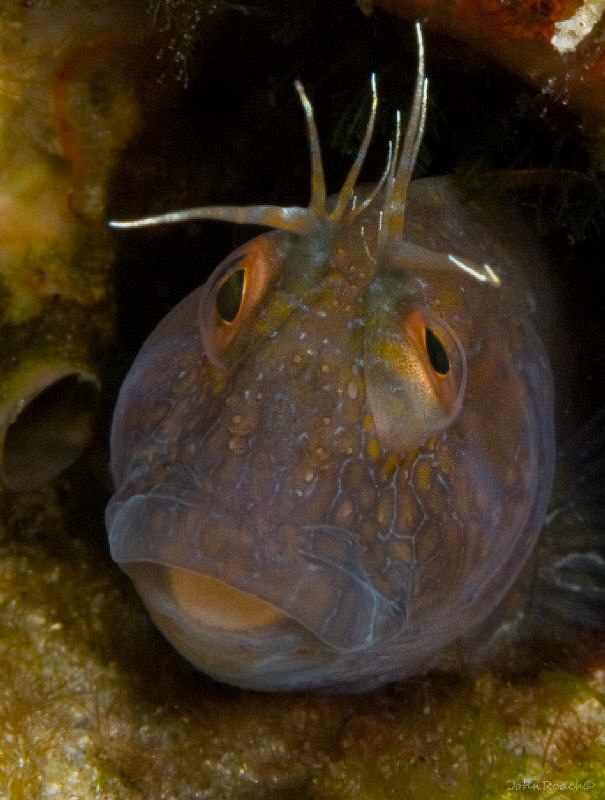 Seaweed Blenny  @ Blue Heron Bridge FLA by John Roach 