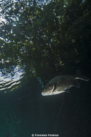 Freshwater. Hot Park lake. by Francesco Pacienza 