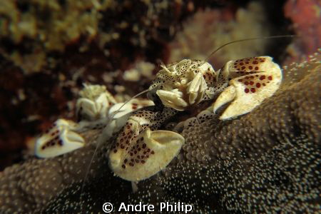 the pole position by Andre Philip 