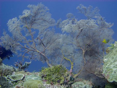 Underwater landscape - Wakatobi by Marteyne Van Well 