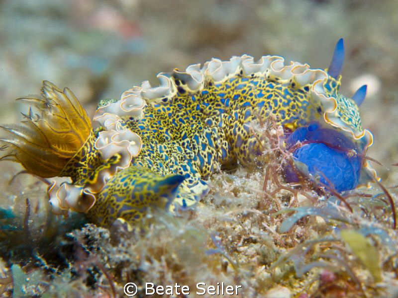 Nudi Beauty ! by Beate Seiler 