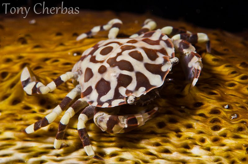 Bum Bum Crab. by Tony Cherbas 