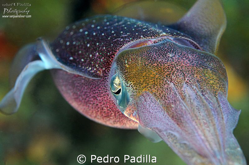 Squid by Pedro Padilla 