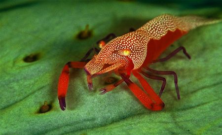 indonesia ,f100/105/twin strobes by Gregory Grant 