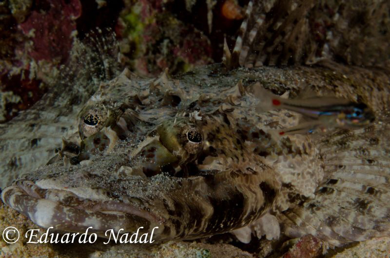 cocodrile fish by Eduardo Nadal 