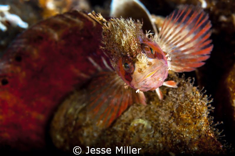Mosshead Warbonnet by Jesse Miller 