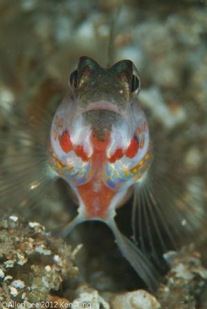 Goby.Nikon D80,105mmVR. by Allen Lee 