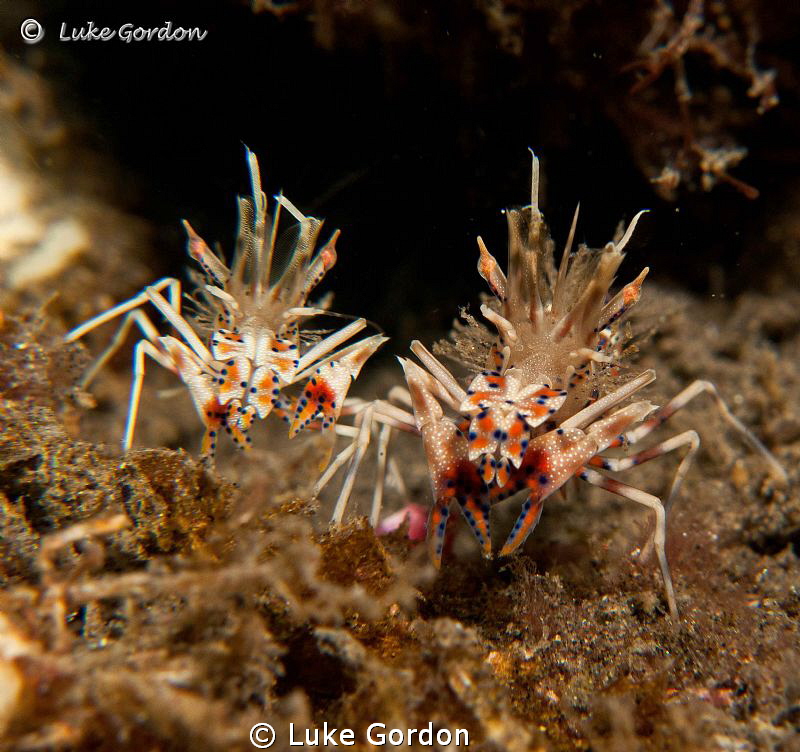 Little & Large by Luke Gordon 