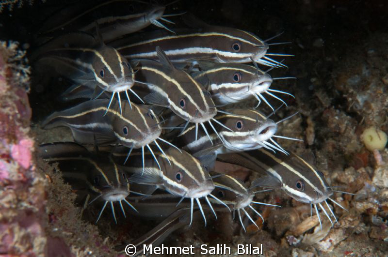 Juvenile Cat Fishes.
 by Mehmet Salih Bilal 