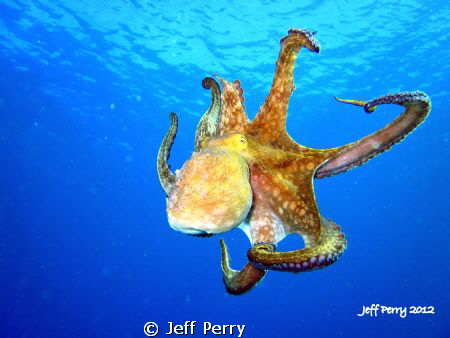 Octopus while diving one of my favorite spots in Puerto R... by Jeff Perry 