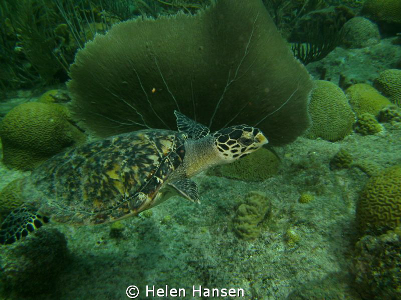 turtle by Helen Hansen 