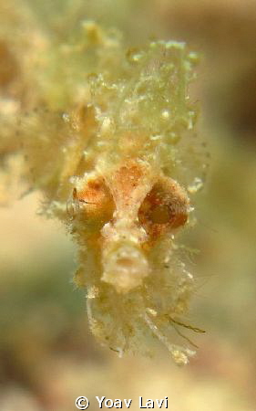 Pygmy Pipehorse portrait by Yoav Lavi 