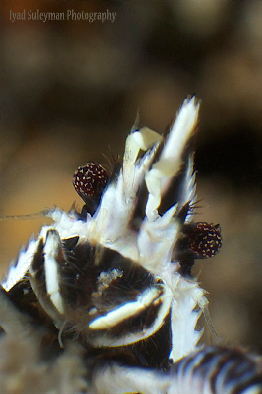 Crinoid squat lobster 
taken with my +15 wet diopter. by Iyad Suleyman 