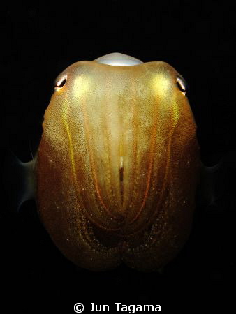 Juvenile Cuttlefish, G12 + Inon UCL165 by Jun Tagama 