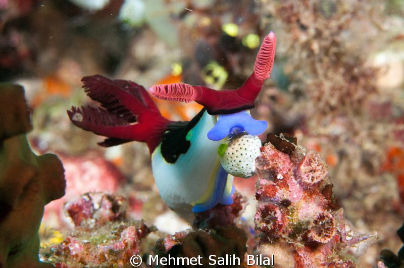 Feeding Nudi by Mehmet Salih Bilal 