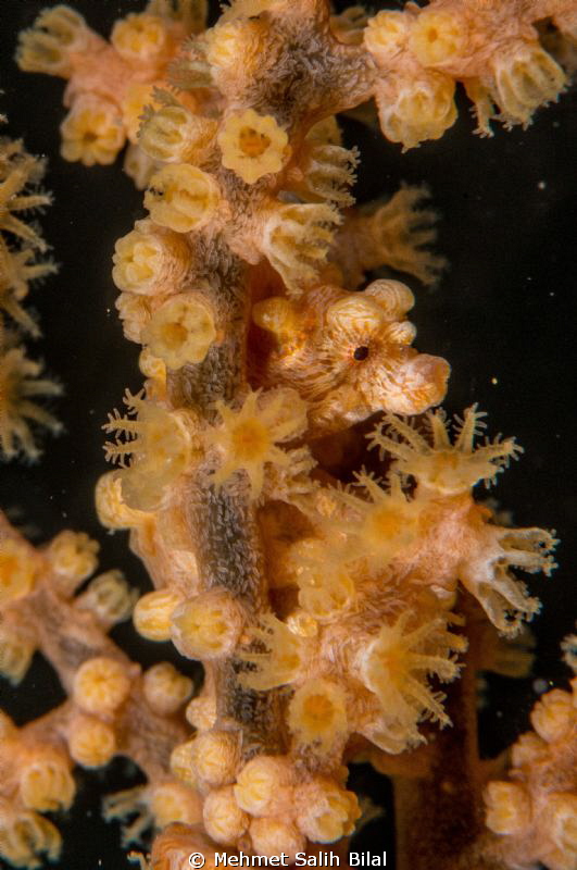 Curious pygme sea horse. by Mehmet Salih Bilal 
