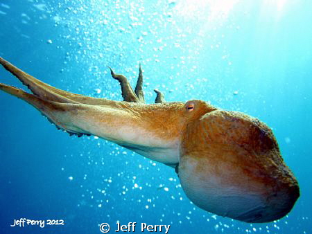 Octopus by Jeff Perry 