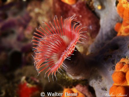 Mediterranean flower
 by Walter Bassi 