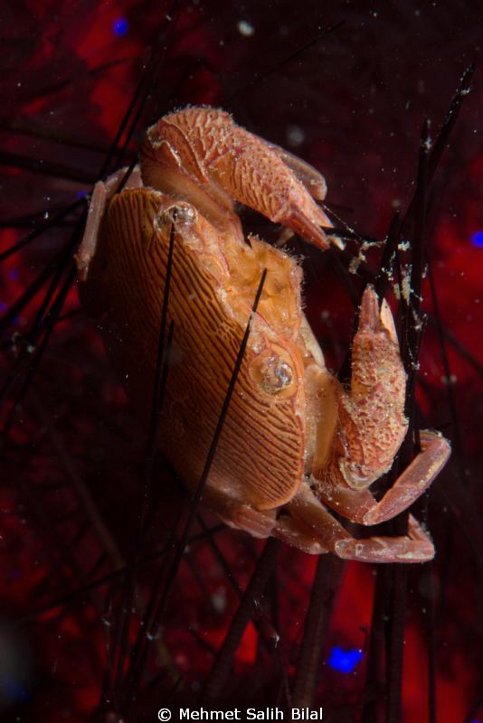 Urchin hosted crab by Mehmet Salih Bilal 