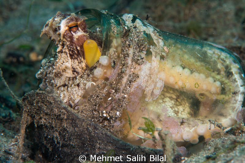 Coconut octopus's transparent house. by Mehmet Salih Bilal 