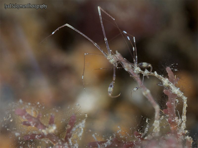 Conversation between two Skeleton Shrimps by Iyad Suleyman 