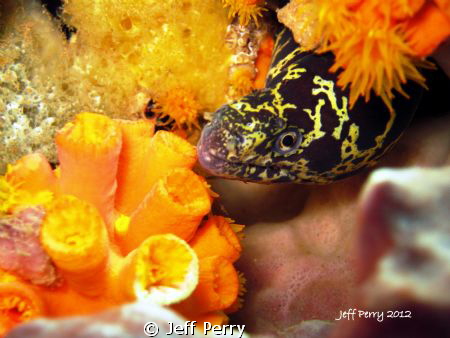 Chained Moray on the lookout! by Jeff Perry 
