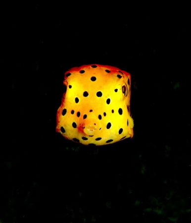 Yellow box-fish. Kapalai,borneo. by Frankie Tsen 