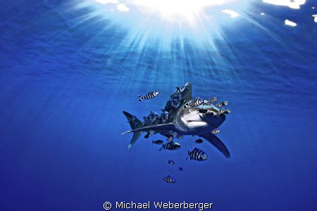 Longimanus sunbathing !!! by Michael Weberberger 