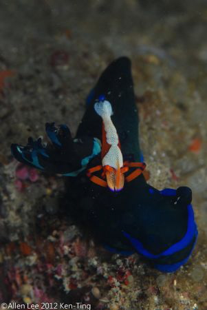 Nudi & Emperor Shrimp.Nikon D80,105mmVR. by Allen Lee 