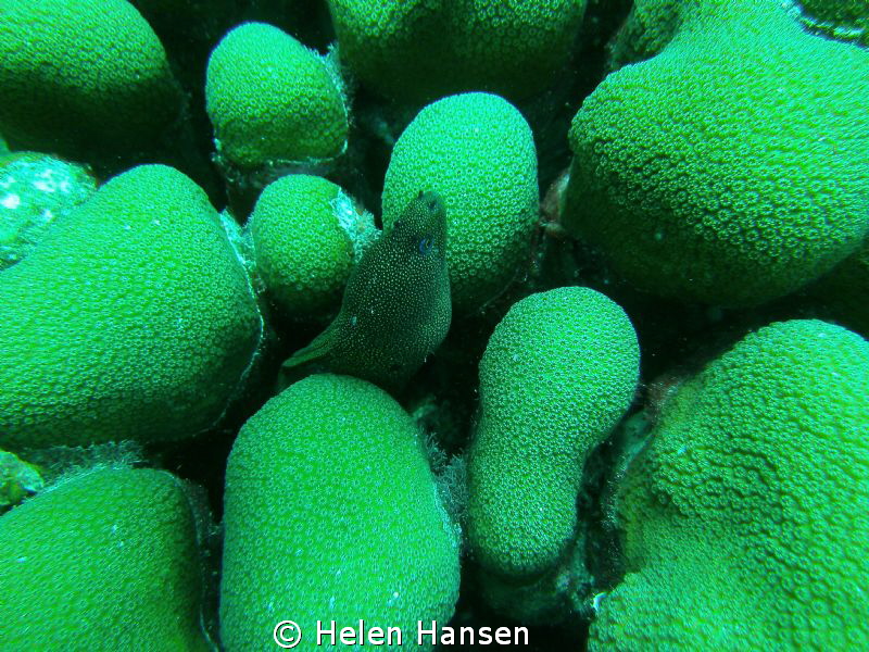 Eel by Helen Hansen 