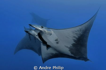 the dance of the mobulas by Andre Philip 
