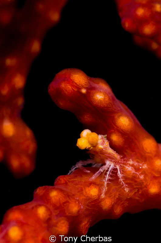 TEENY, tiny decorator crab on a sea fan by Tony Cherbas 