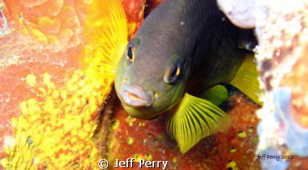 Who me????? by Jeff Perry 