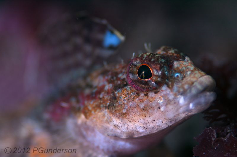 Sculpin by Pat Gunderson 