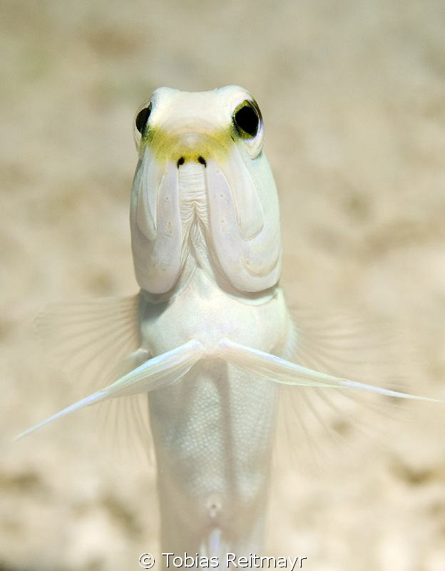 Yellowhead Jawfish peeking out, Hammerhead Gulch, Exumas by Tobias Reitmayr 
