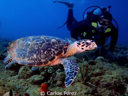 "My dive buddy" The turtle not the diver.. Literally this... by Carlos Pérez 