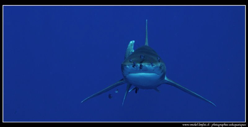 Great Encounters on Elphinstone... ;O)... 
 by Michel Lonfat 